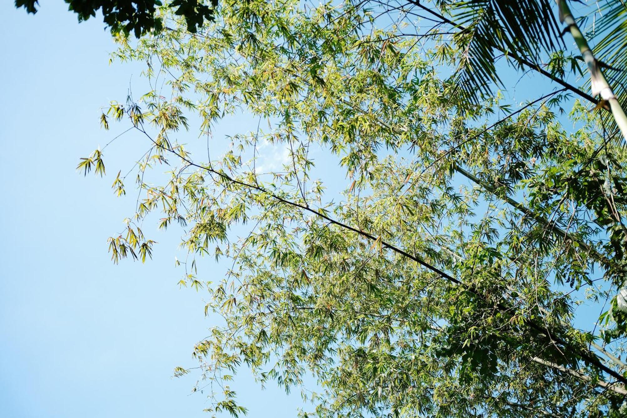 Treehouse De Valentine Villa Balamban Exteriör bild
